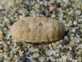 Chiton sp.